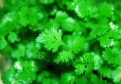 春天能種香菜嗎？香菜幾月份播種？