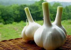 大蒜爛了一點(diǎn)還能吃嗎？大蒜爛根是怎么回事？