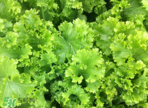 春天能種生菜嗎？生菜春天可以種嗎？