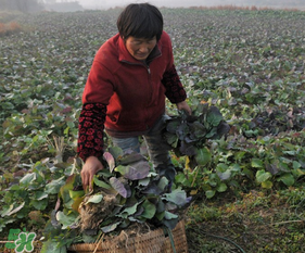春天能種油菜嗎？油菜春天什么時候種植？