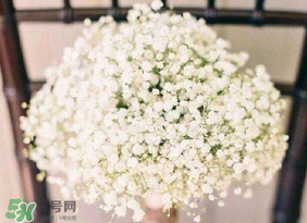 春天能種滿天星嗎？什么時(shí)候最適合種植滿天星？