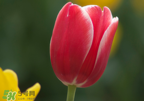 春天可以種郁金香嗎？郁金香可以春天種嗎？