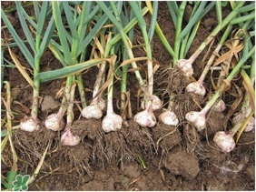 大蒜有種子嗎？大蒜的種子是什么？