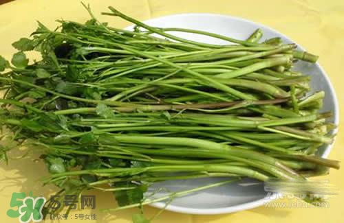 吃野芹菜會(huì)中毒嗎？吃野芹菜中毒了怎么辦？
