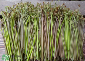 蕨菜是什么菜？蕨菜是什么？