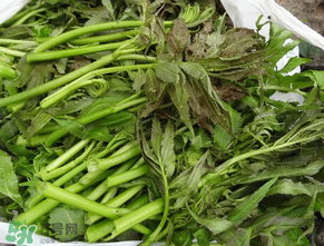 蕨菜是什么菜？蕨菜是什么？