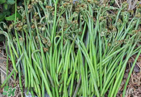 蕨菜可以冷凍嗎？蕨菜可以放冰箱嗎？