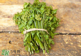 蕨菜可以冷凍嗎？蕨菜可以放冰箱嗎？