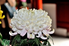 清明節(jié)掃墓買什么顏色菊花？清明節(jié)上墳用什么顏色菊花？