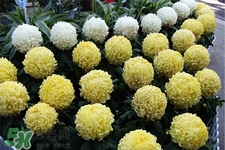 清明節(jié)掃墓買什么顏色菊花？清明節(jié)上墳用什么顏色菊花？