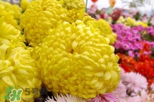清明節(jié)掃墓為什么用菊花？清明節(jié)上墳為什么要送菊花？