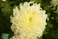 清明節(jié)掃墓為什么用菊花？清明節(jié)上墳為什么要送菊花？