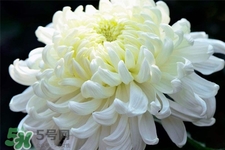清明節(jié)掃墓為什么用菊花？清明節(jié)上墳為什么要送菊花？