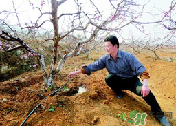 桃樹春天什么時候澆水？桃樹什么時候澆水？