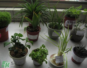 春天種什么植物？春天適合種什么植物？