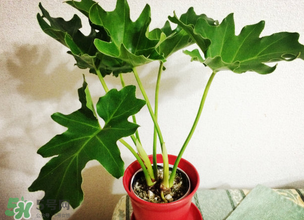 春天種什么植物？春天適合種什么植物？
