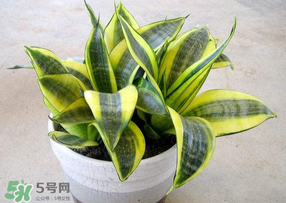 春天種什么植物？春天適合種什么植物？