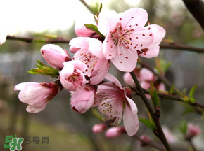 四月份還有桃花嗎？桃花幾月份開(kāi)？