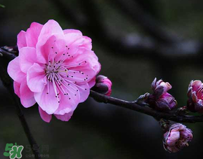 四月份還有桃花嗎？桃花幾月份開(kāi)？