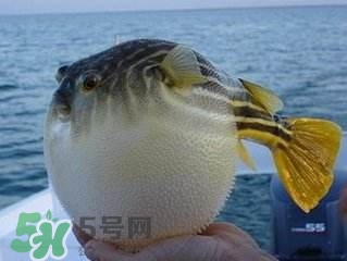 河豚怎么吃才沒毒？吃河豚的禁忌