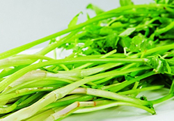 吃野芹菜會中毒嗎？吃野芹菜中毒了怎么辦？