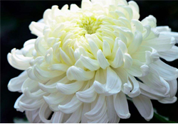 清明節(jié)掃墓為什么用菊花？清明節(jié)上墳為什么要送菊花？
