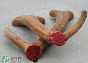 ?春天可以吃鹿茸嗎？鹿茸什么季節(jié)吃最合適？