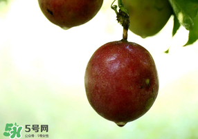 春天能吃百香果嗎？春天吃百香果好嗎？