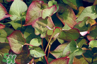 折耳根的功效與作用 折耳根有什么功效？