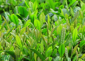 清明茶什么時(shí)候采？采清明茶什么時(shí)候結(jié)束？