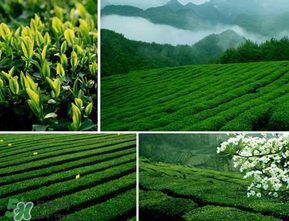 清明茶什么時(shí)候采？采清明茶什么時(shí)候結(jié)束？