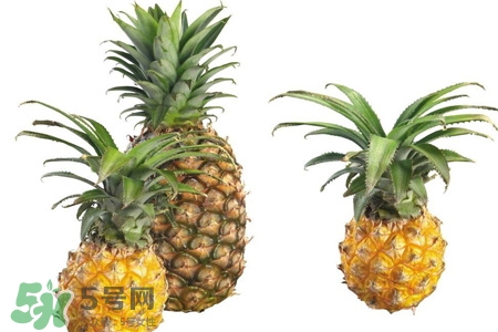 菠蘿可以吸甲醛嗎？菠蘿可以除甲醛嗎？