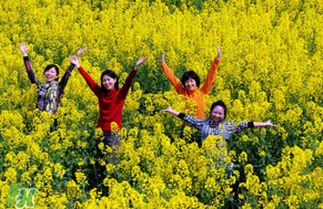 四月份還有油菜花嗎？4月份還有油菜花嗎？