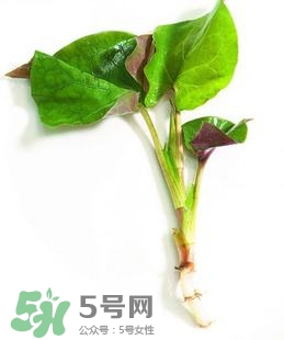 折耳根的功效與作用 折耳根有什么功效？