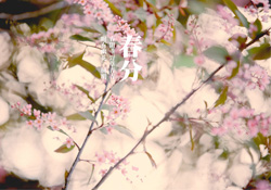 春分是春天的開始嗎？春分是春天來的意思嗎？