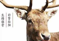 ?春天可以吃鹿茸嗎？鹿茸什么季節(jié)吃最合適？