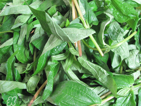 清明菜是什么菜？清明菜是艾草嗎？
