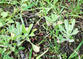 清明菜是什么菜？清明菜是艾草嗎？