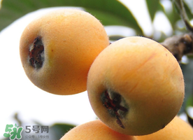 枇杷什么時(shí)候成熟？枇杷什么時(shí)候上市？