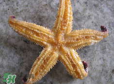 海星怎么吃？海星能吃嗎？
