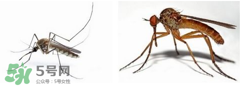 蚊蟲叮咬會傳播艾滋病嗎？蚊蟲會傳染乙肝嗎？