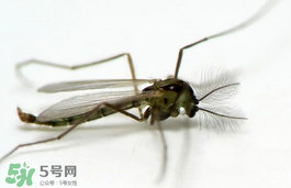 蚊蟲叮咬會傳播艾滋病嗎？蚊蟲會傳染乙肝嗎？