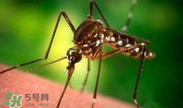 什么防蚊效果好？嬰兒用什么防蚊？