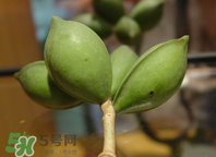 檳榔為什么會上癮？檳榔上癮怎么戒？