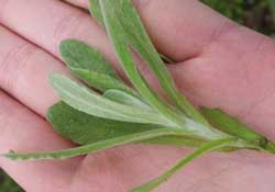 清明菜怎么做好吃？清明菜怎么做止咳？