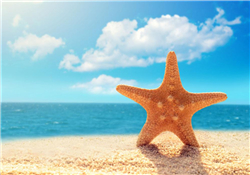 海星怎么吃？海星能吃嗎？
