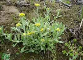 清明菜什么時(shí)候有？清明菜什么時(shí)候吃？