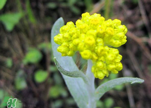 清明菜開花了能不能吃？清明菜怎么吃？