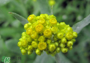 清明菜開花了能不能吃？清明菜怎么吃？