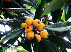 枇杷樹幾年結(jié)果？枇杷樹為什么不結(jié)果？